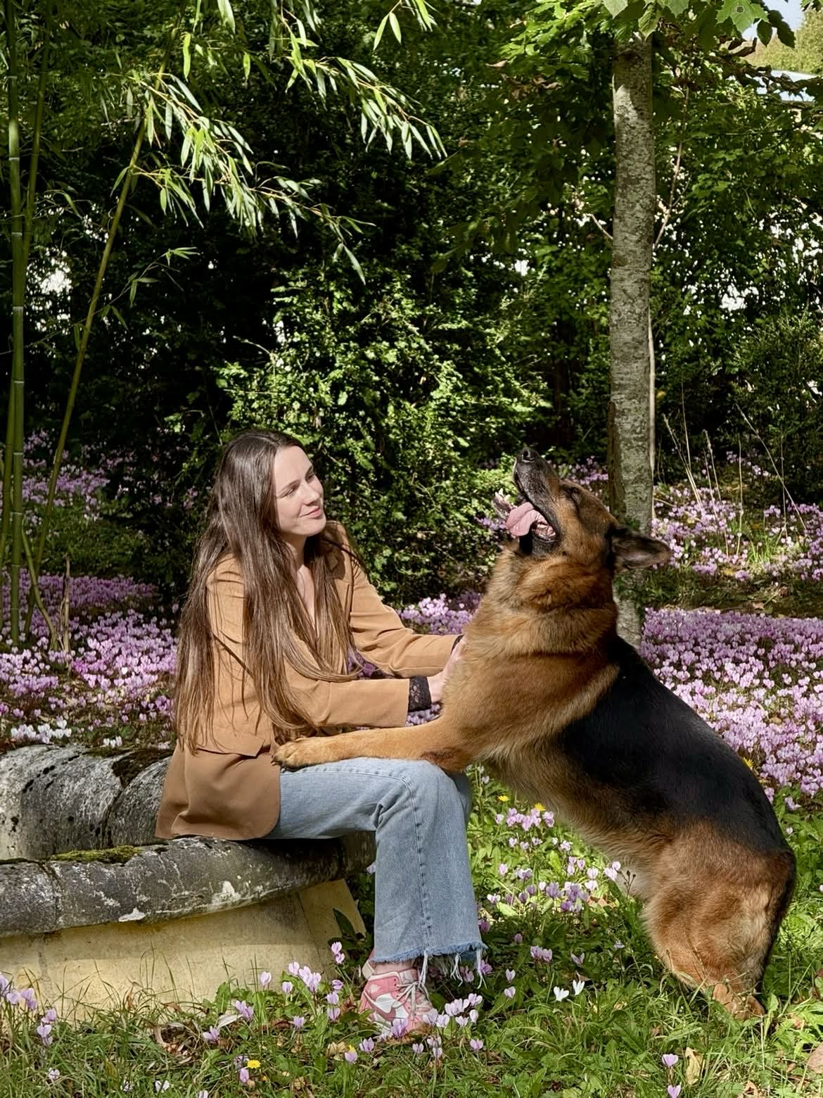 Chien attentif, photographié en extérieur
